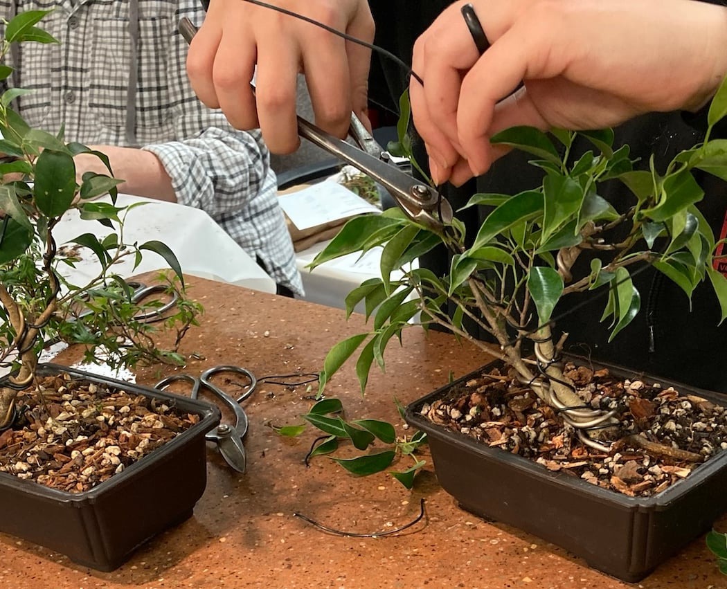 Bonsai Builders Family Workshop 1